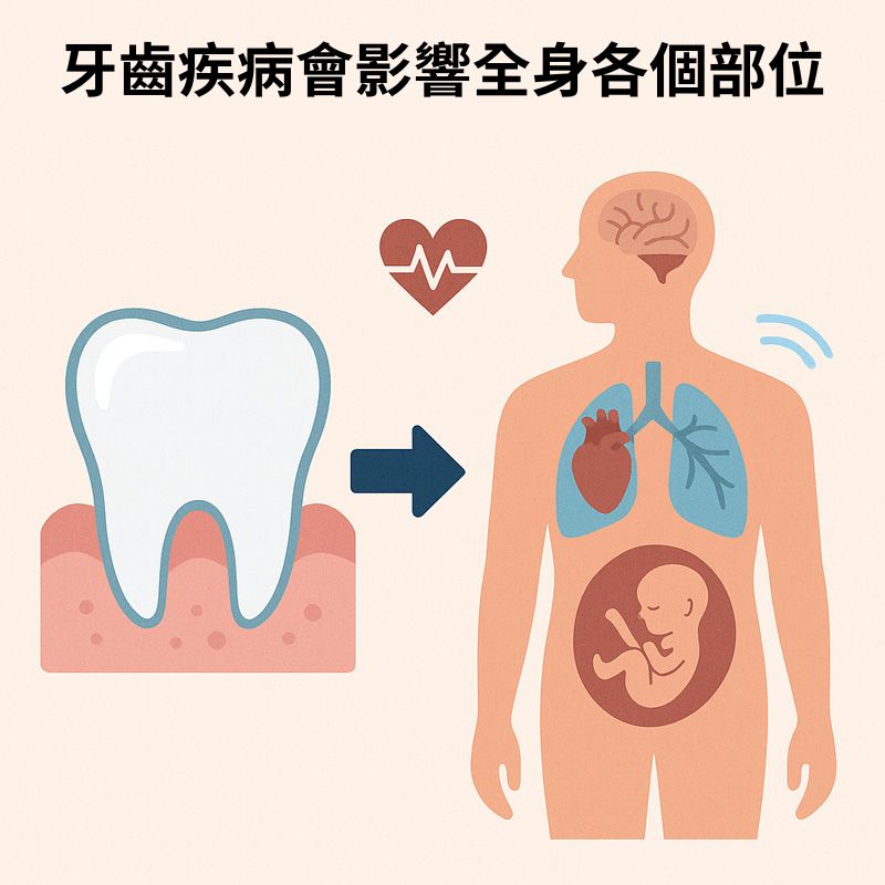 牙齒疾病會影響全身各個部位